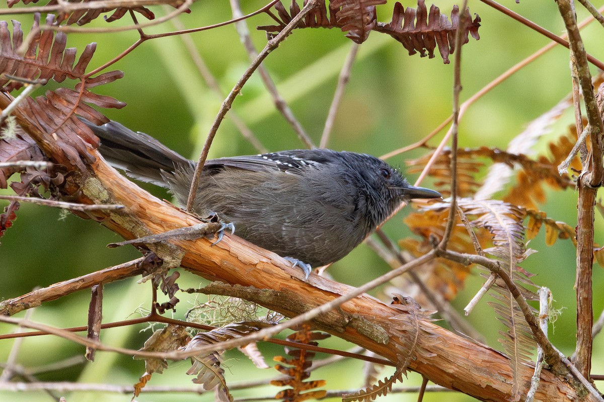 Parker's Antbird - ML622722314