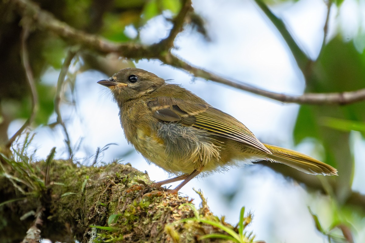 Three-striped Warbler - ML622722335