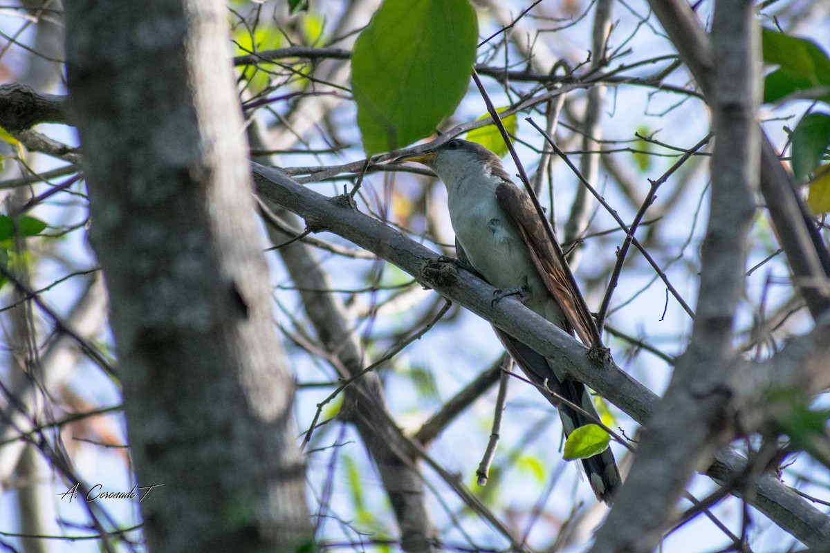 Yellow-billed Cuckoo - ML622722465