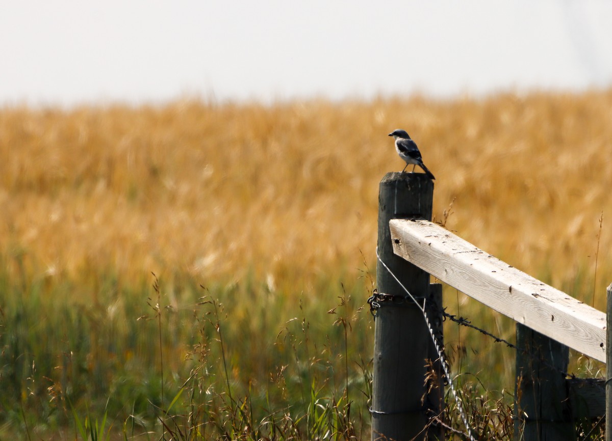 Loggerhead Shrike - Kirsty Diamond