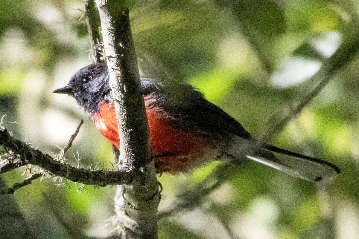 Slate-throated Redstart - Yuerou Tang