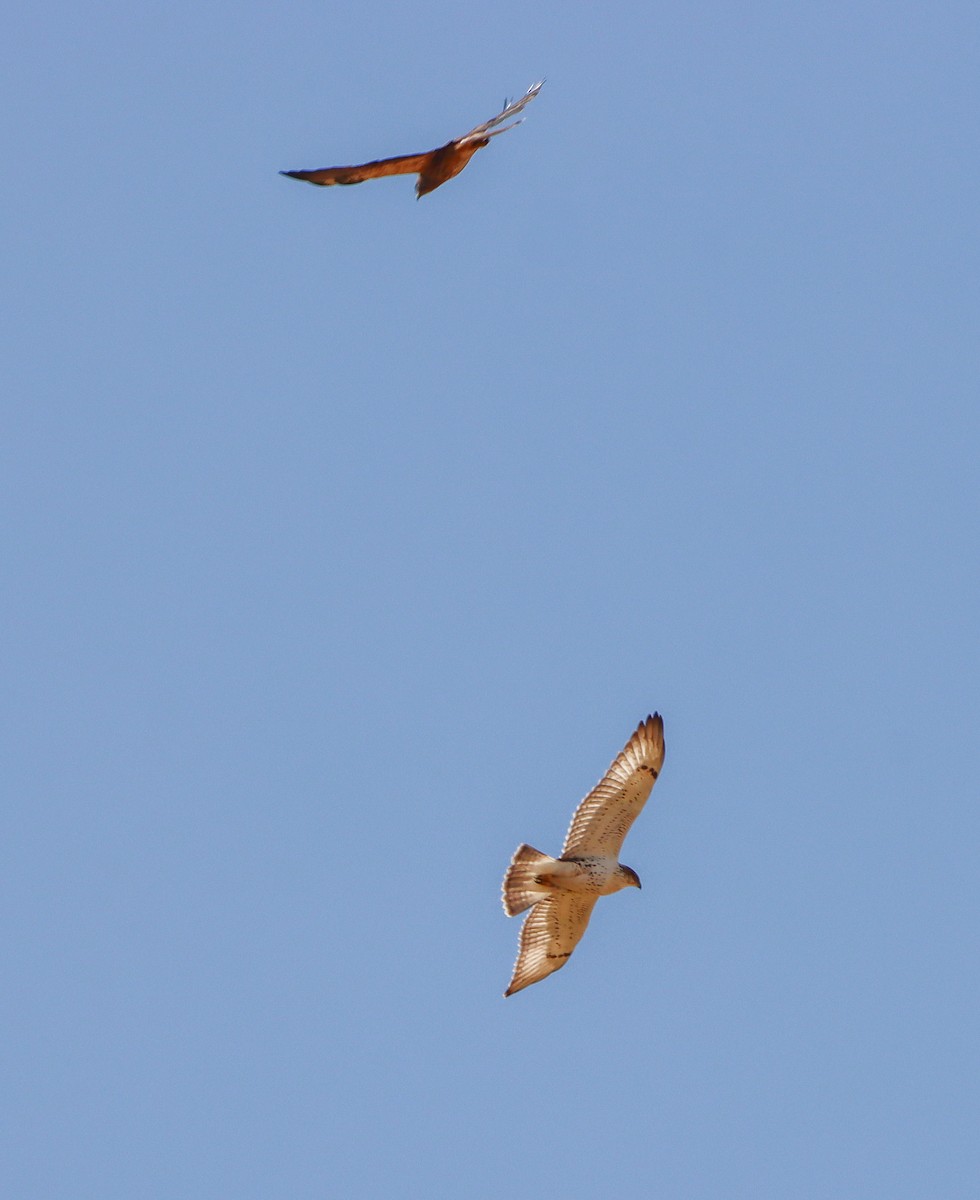 Ferruginous Hawk - ML622722548