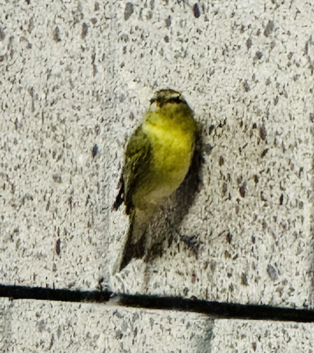 Tennessee Warbler - ML622722626