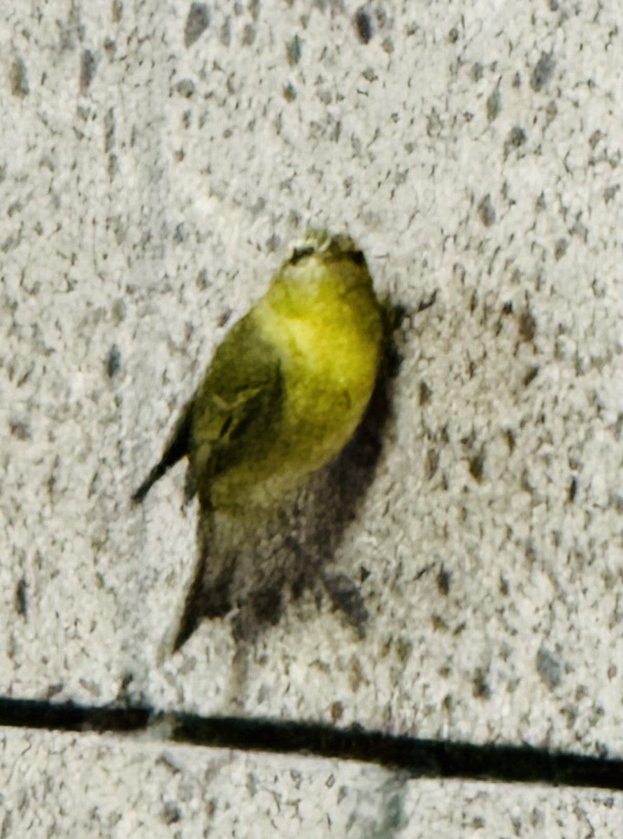 Tennessee Warbler - ML622722627