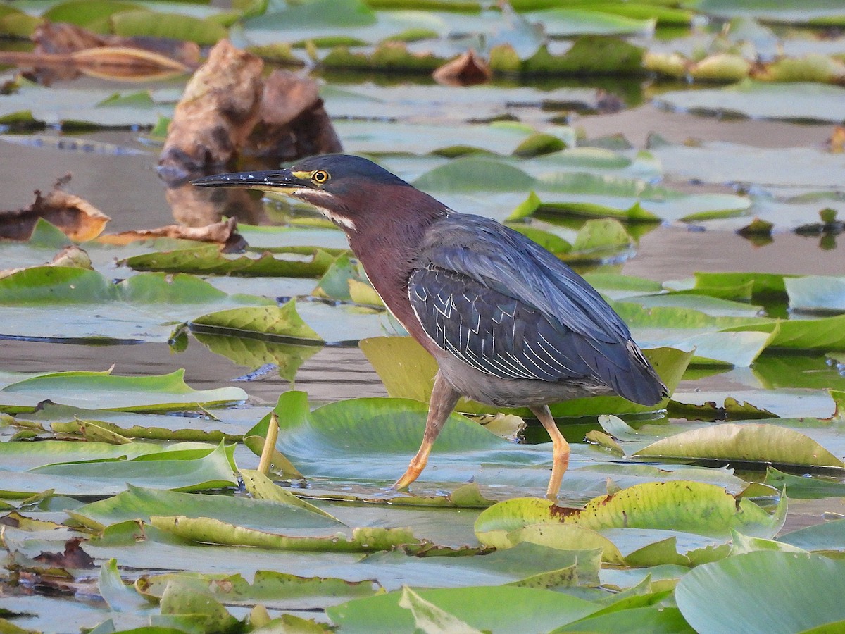 Green Heron - Tracee Fugate