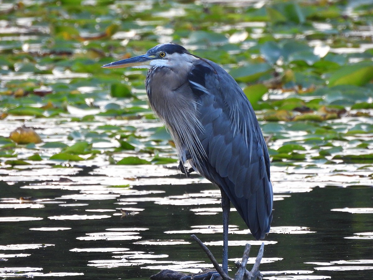 Great Blue Heron - ML622722652