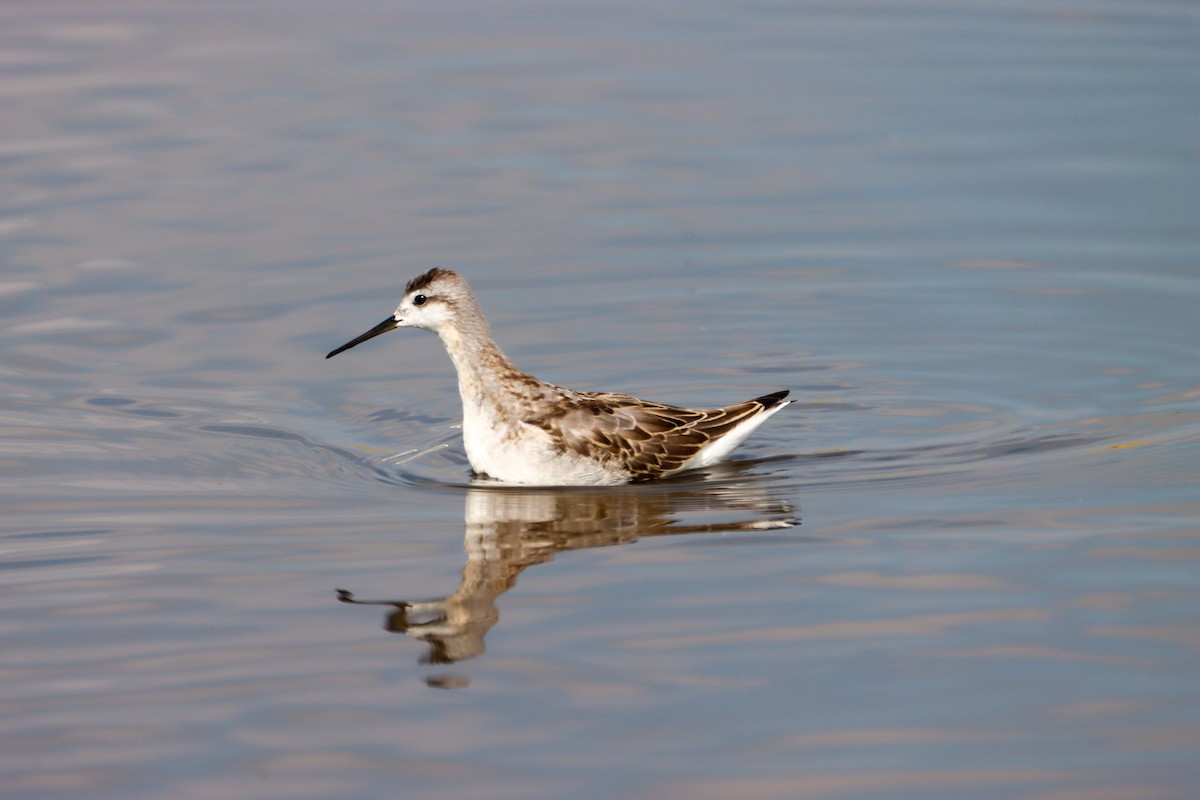 Wilson's Phalarope - ML622722688