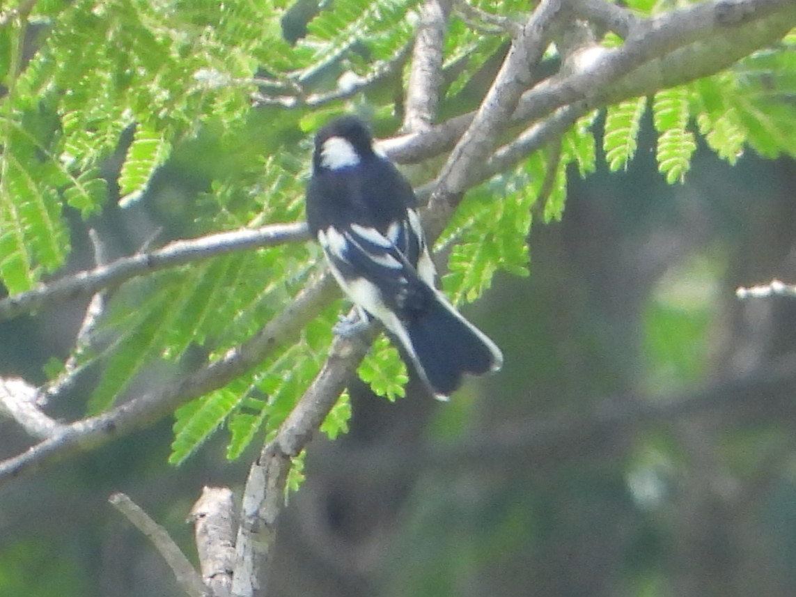 White-naped Tit - ML622722792