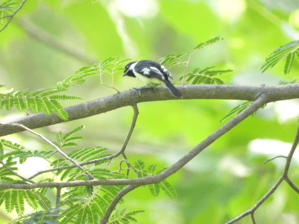 White-naped Tit - ML622722794