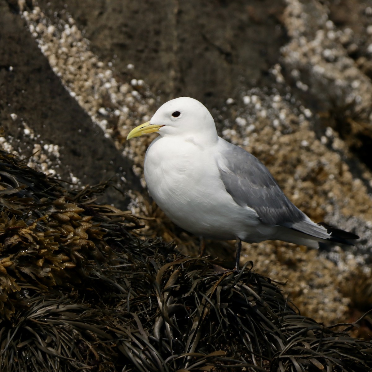 Black-legged Kittiwake - ML622722873