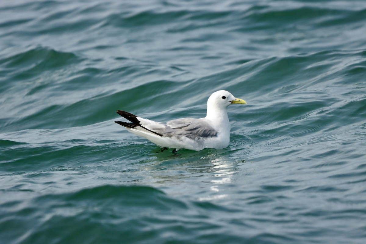 Black-legged Kittiwake - ML622722874