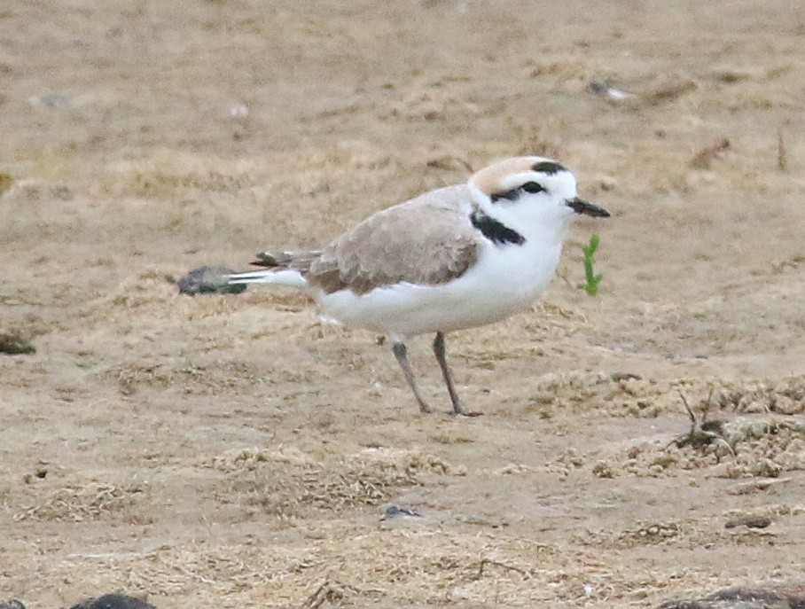 Snowy Plover - Charity Hagen
