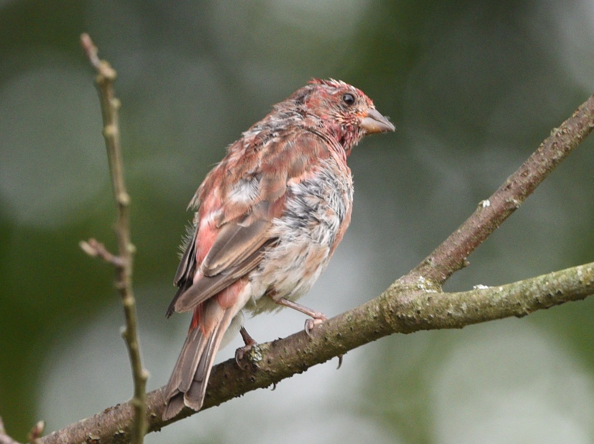 Purple Finch - ML622722965