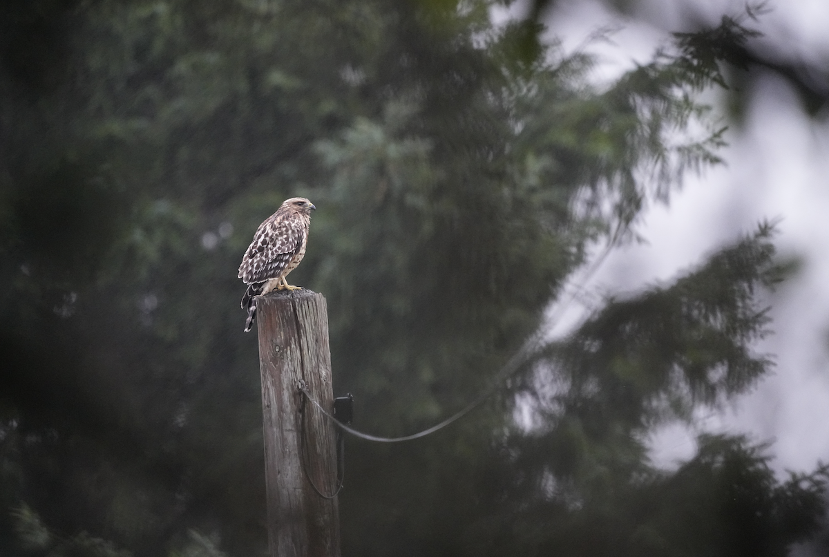 Red-shouldered Hawk - ML622723081