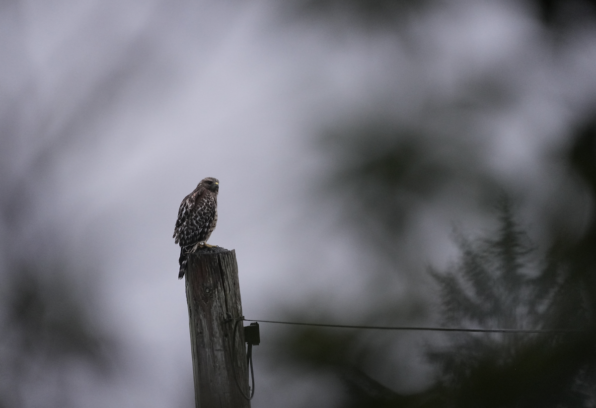 Red-shouldered Hawk - ML622723095