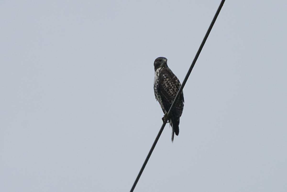 Red-tailed Hawk (calurus/alascensis) - ML622723096