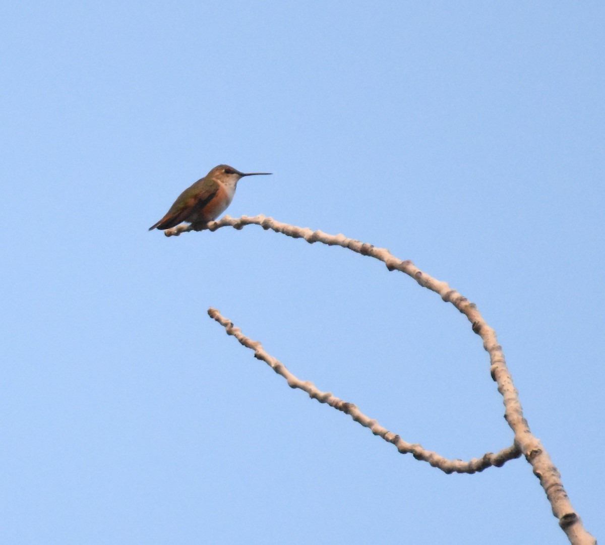 Rufous Hummingbird - ML622723108