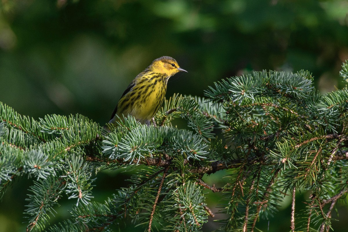 Cape May Warbler - Christine Andrews