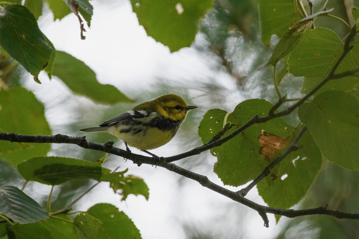 Black-throated Green Warbler - ML622723131