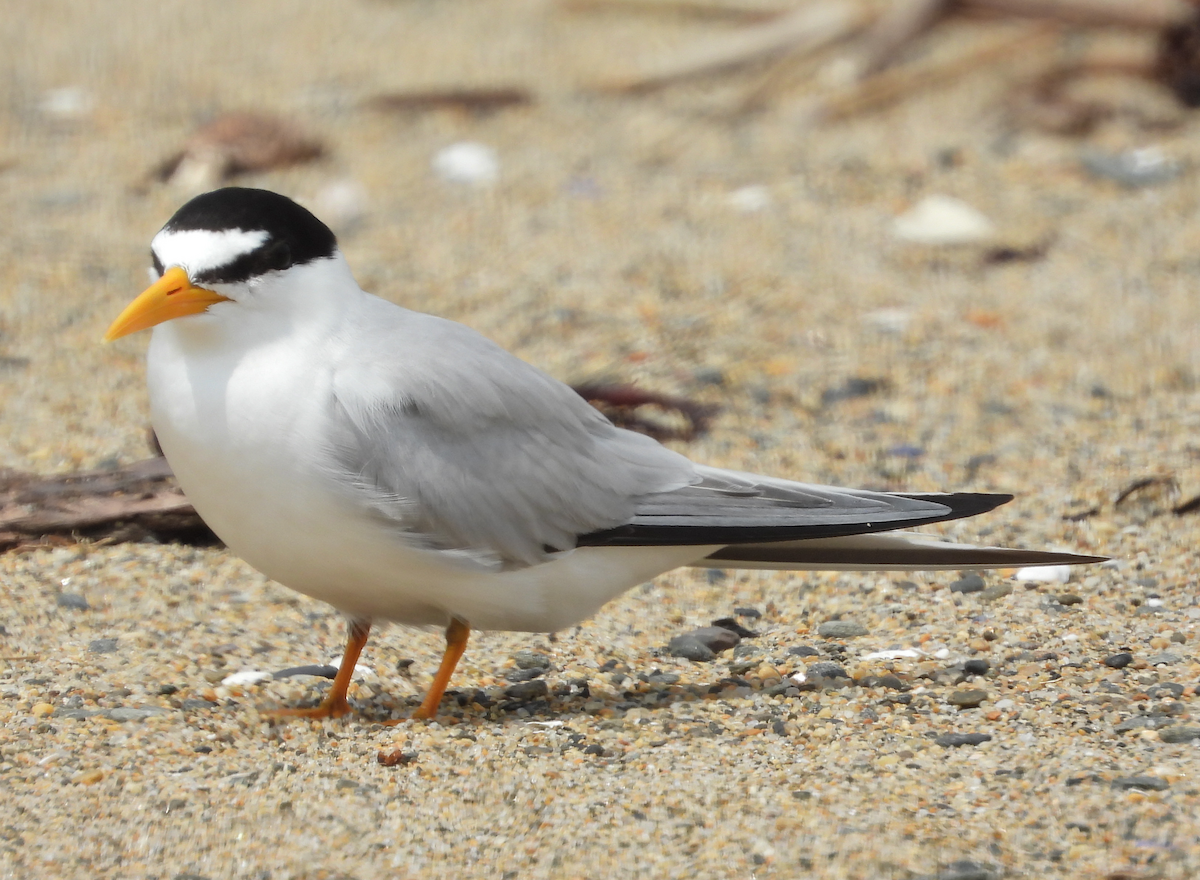 Least Tern - ML622723175