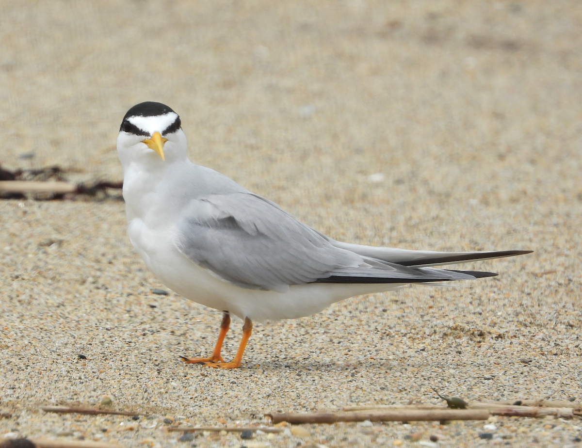 Least Tern - ML622723176