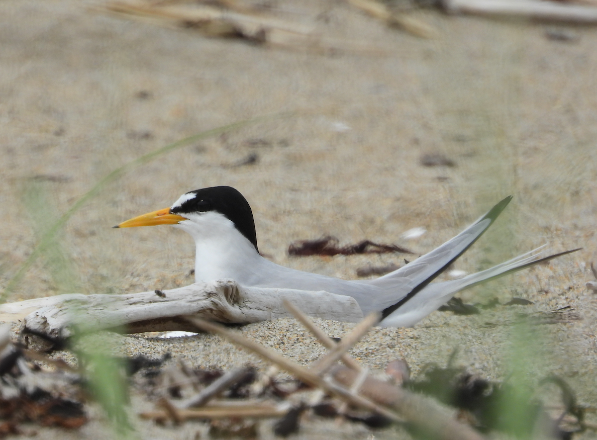 Least Tern - ML622723177