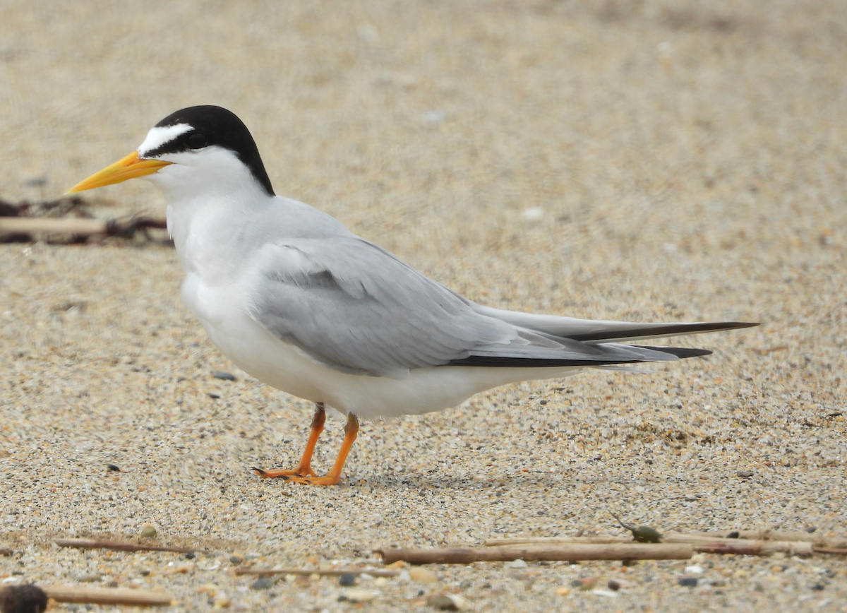 Least Tern - ML622723178