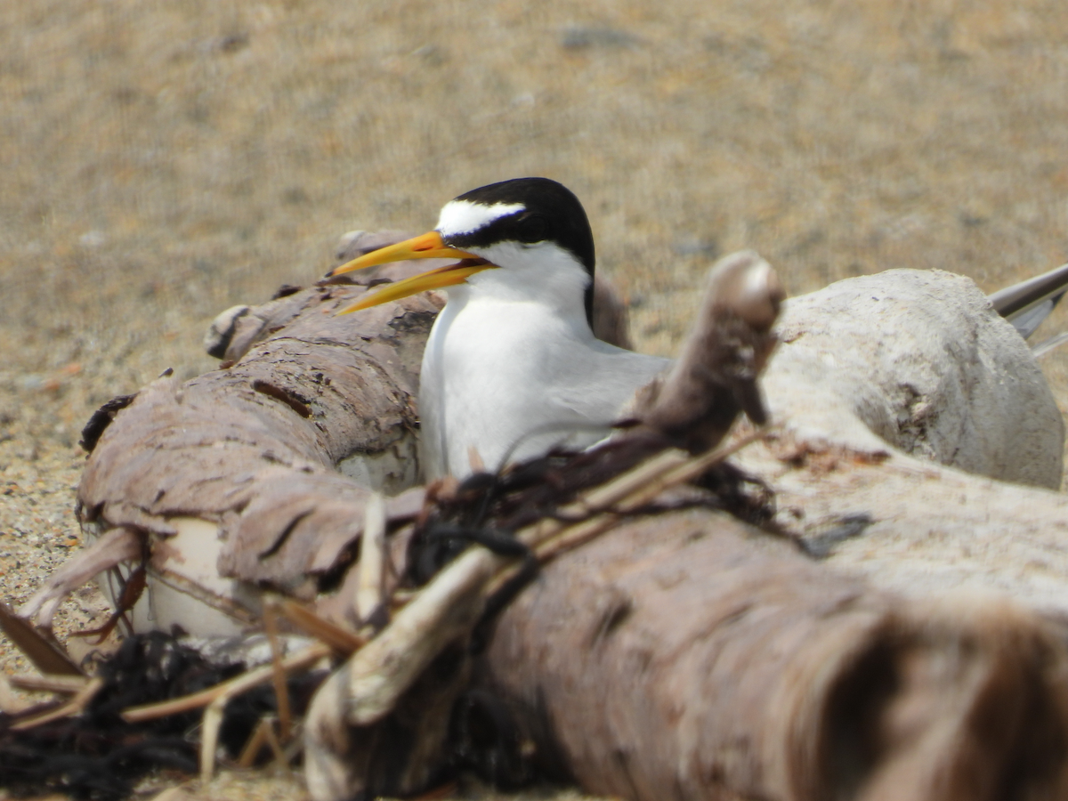 Least Tern - ML622723179