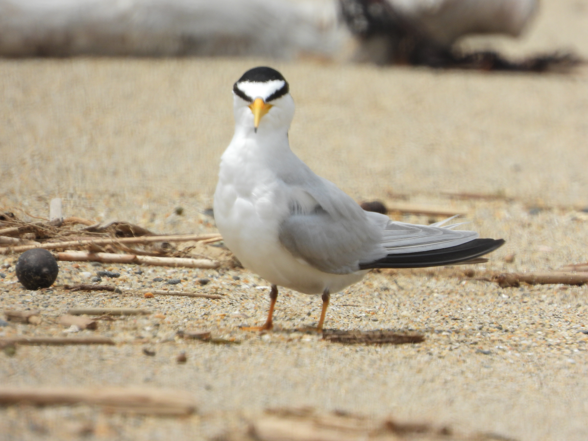 Least Tern - ML622723180