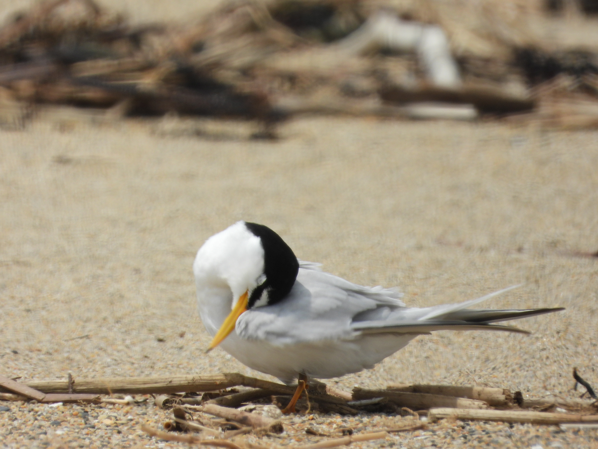 Least Tern - ML622723181