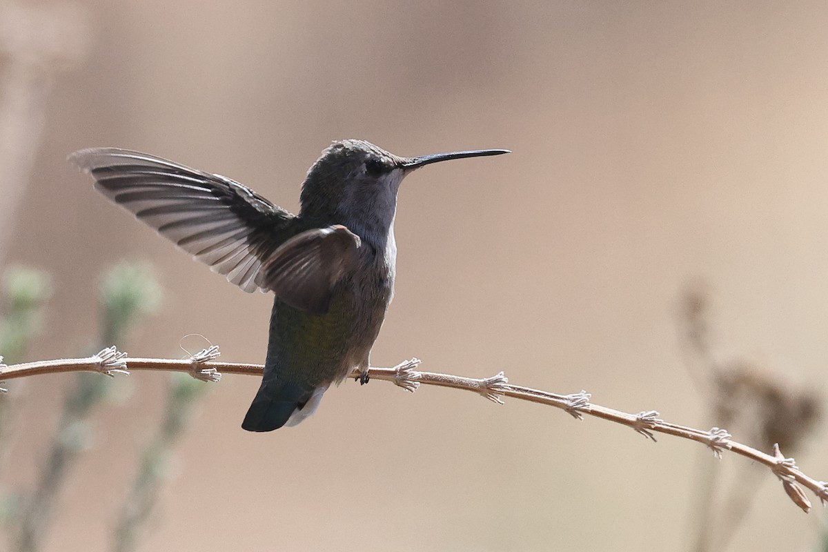 Costa's Hummingbird - ML622723223