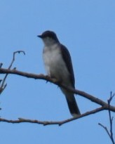 Eastern Kingbird - ML622723376