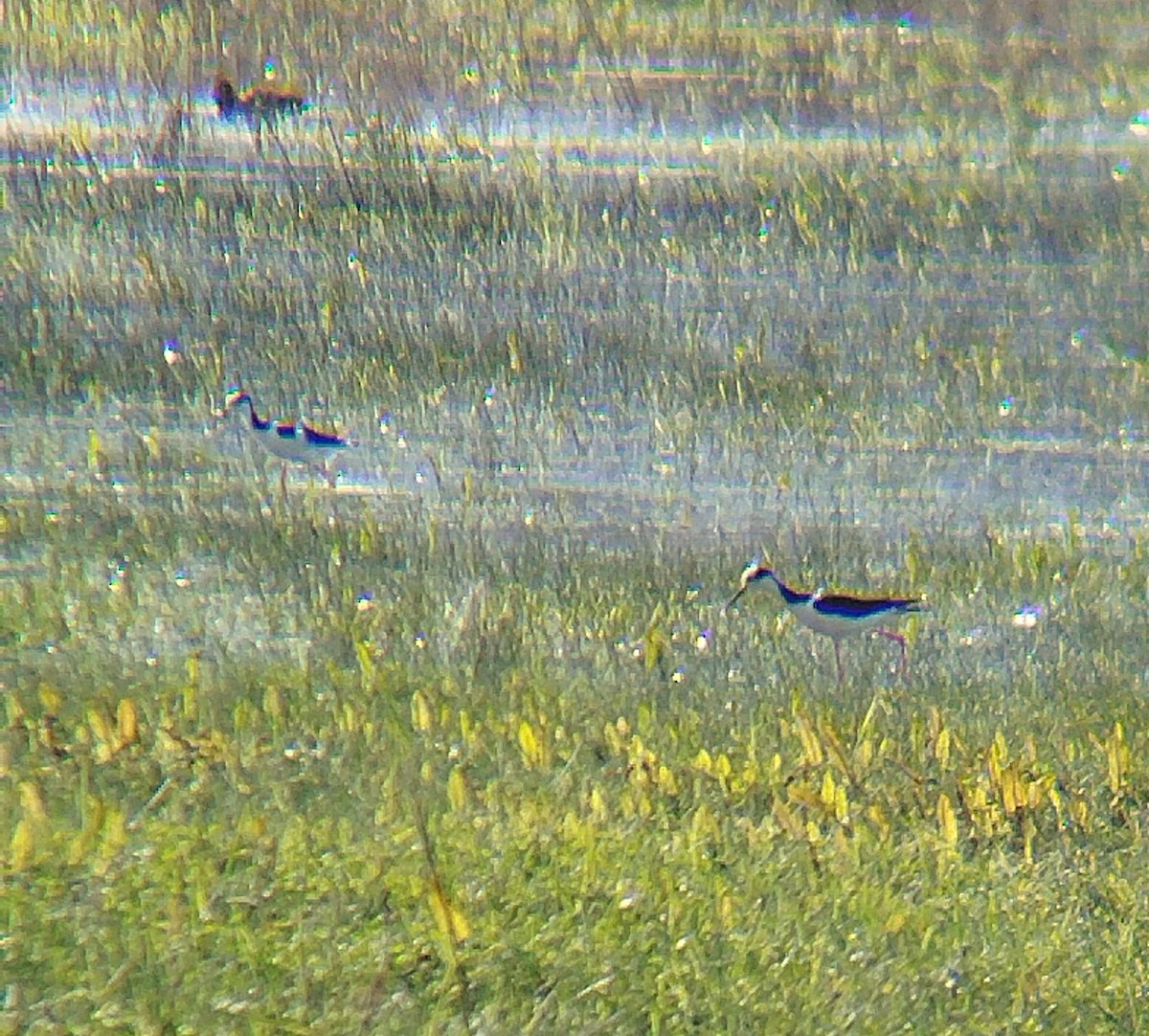 Black-necked Stilt - ML622723405