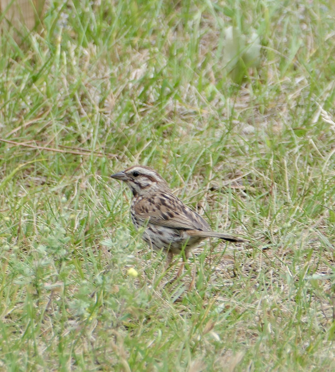 Song Sparrow - ML622723479