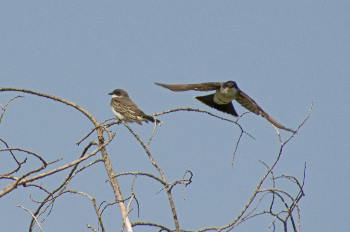 טירן מזרחי - ML622723490