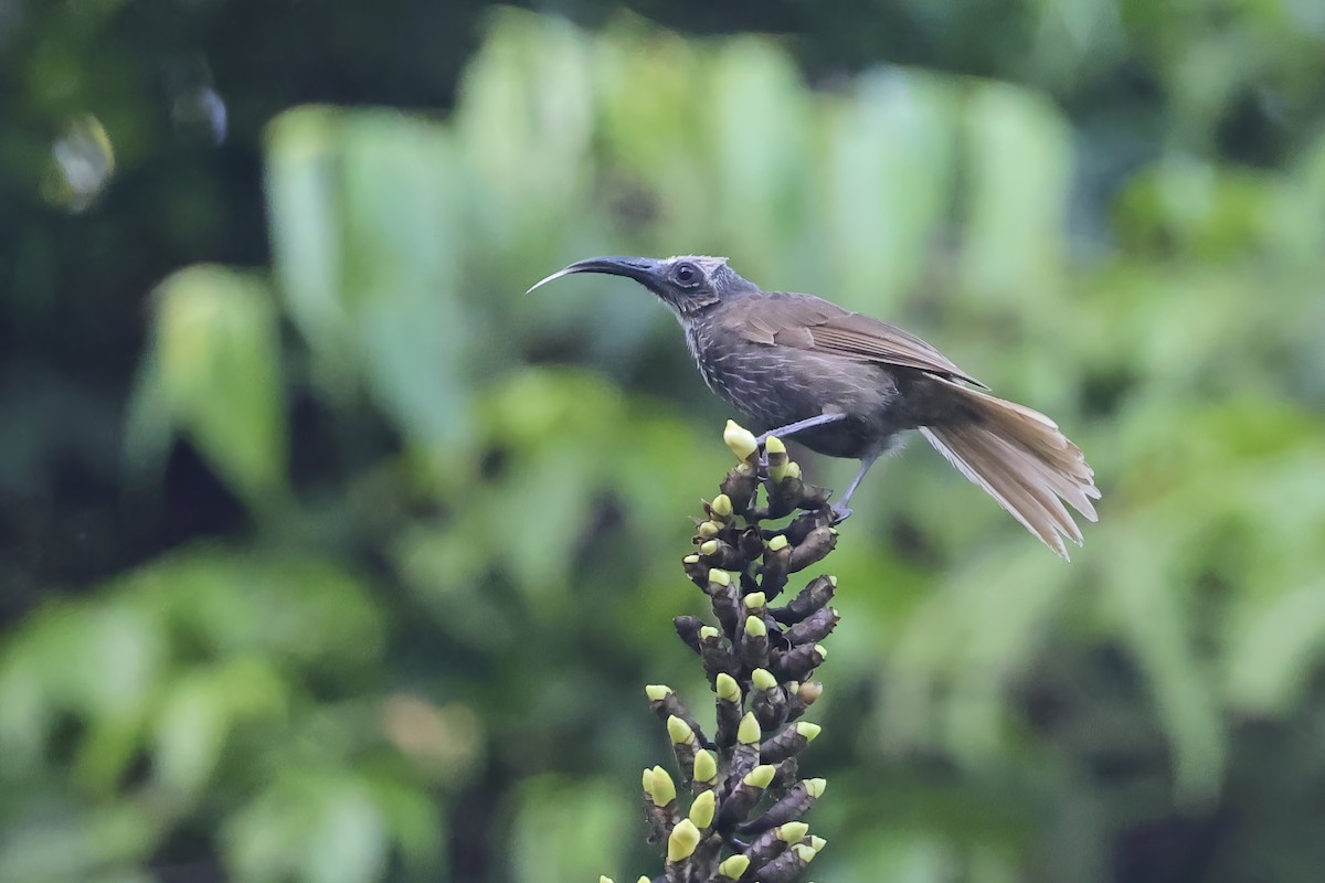 White-streaked Friarbird - ML622723510
