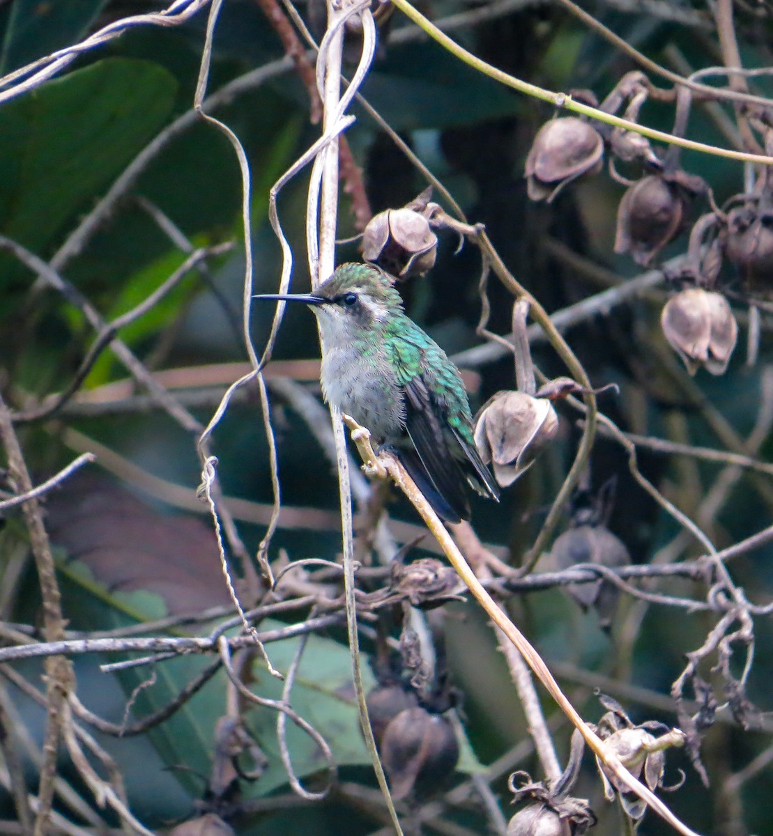 Green-tailed Emerald - ML622723511