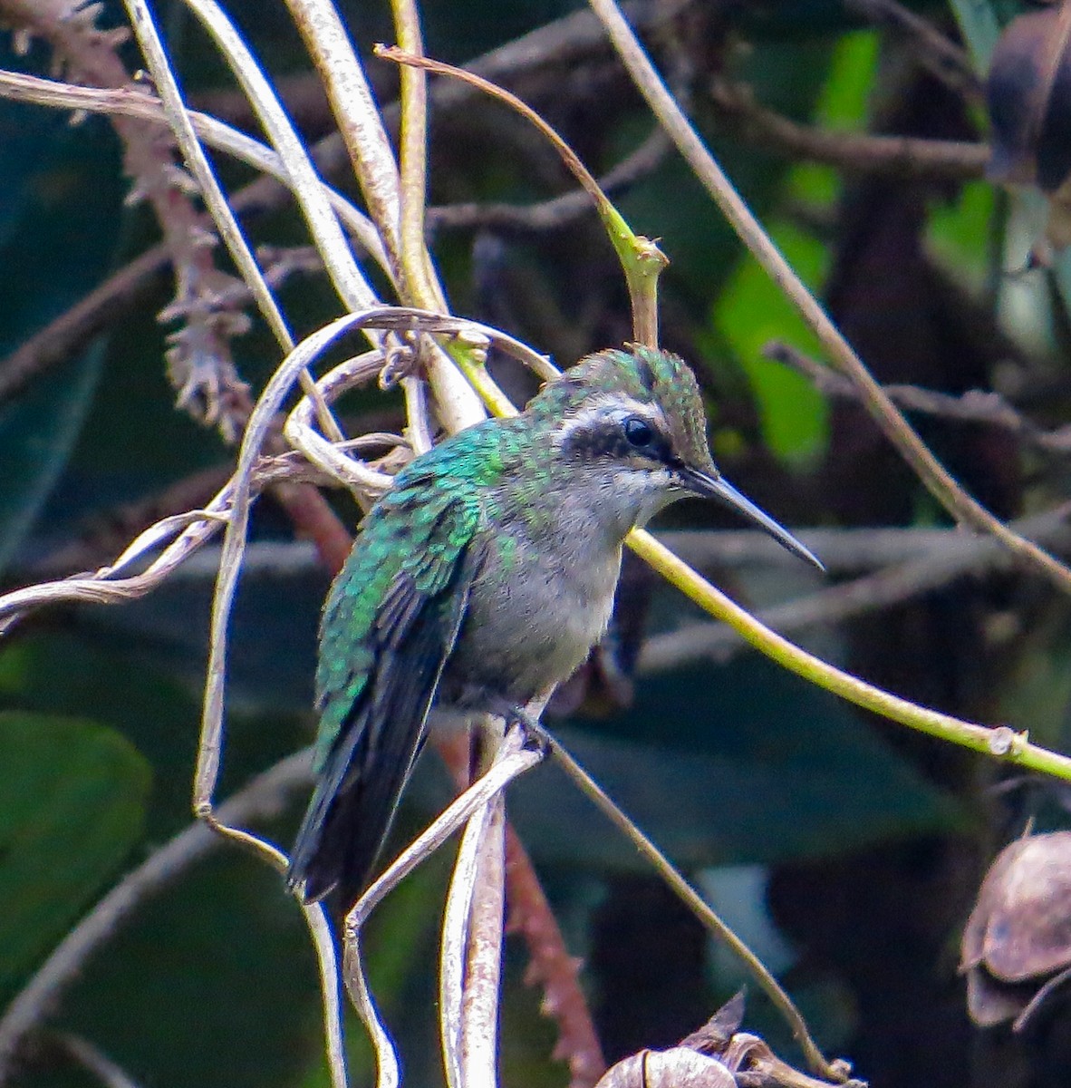 Green-tailed Emerald - ML622723513