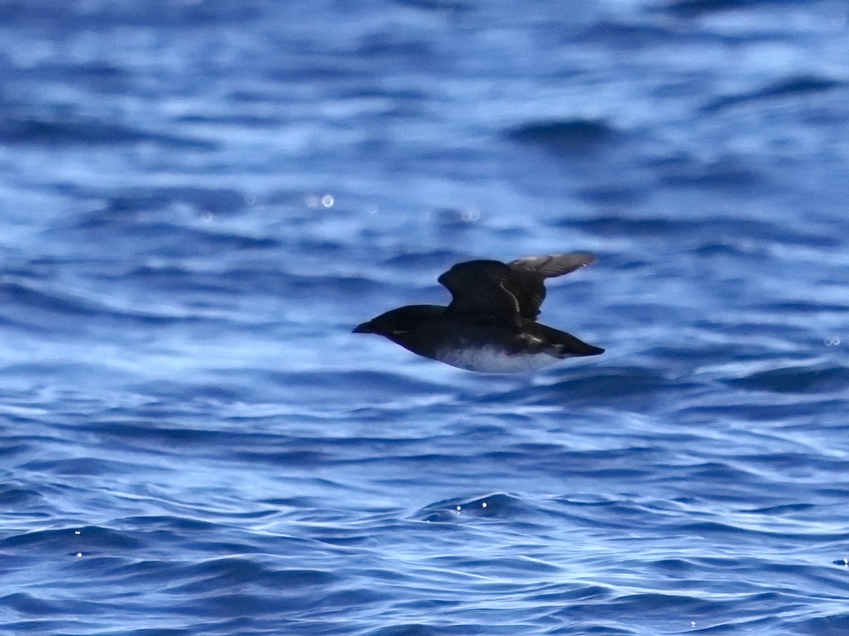 Rhinoceros Auklet - ML622723639