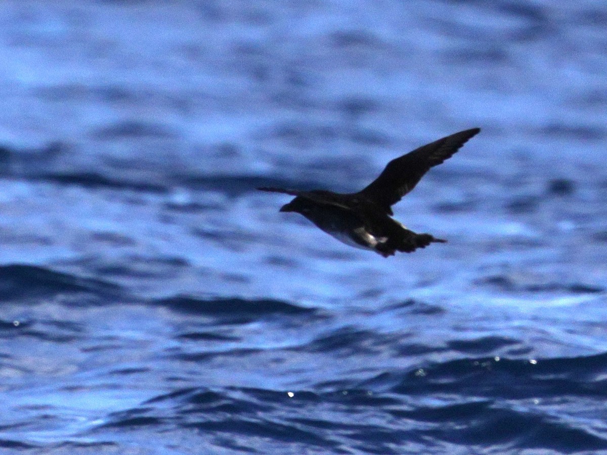 Rhinoceros Auklet - ML622723640