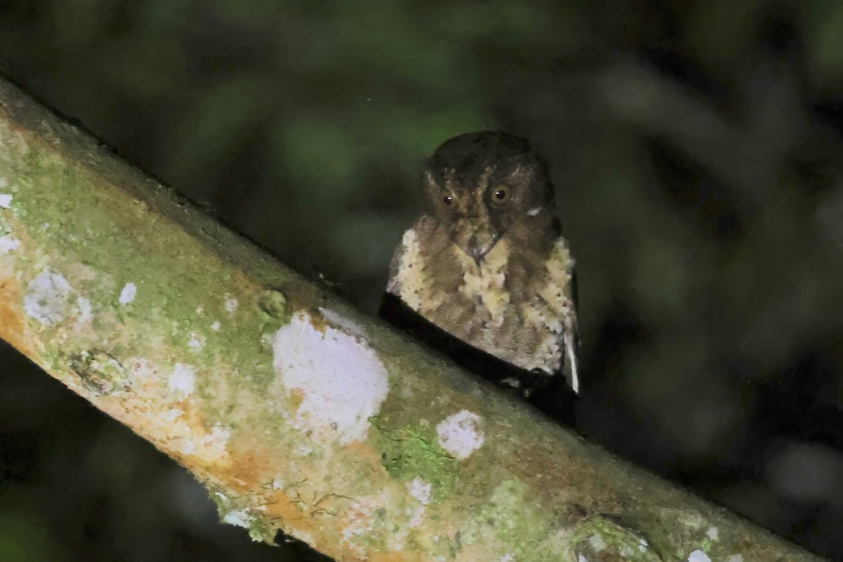 Moluccan Owlet-nightjar - ML622723642