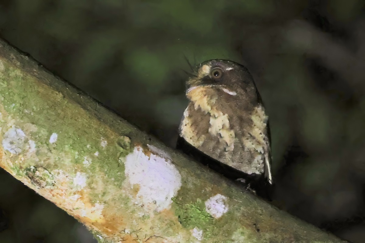 Moluccan Owlet-nightjar - ML622723643