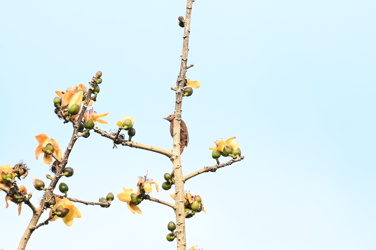 Rufous Woodpecker - Feather Village