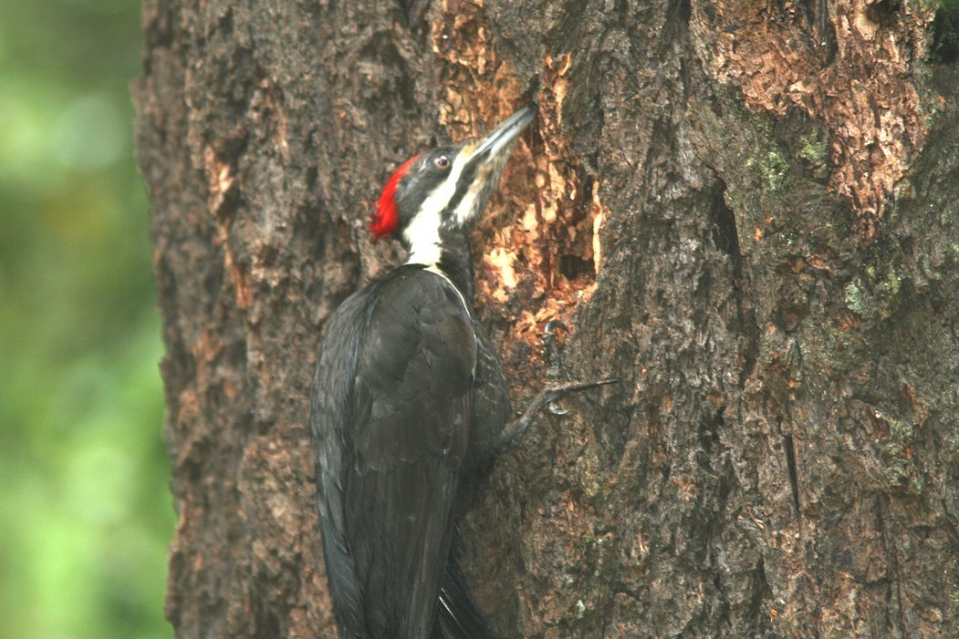 Pileated Woodpecker - ML62272371