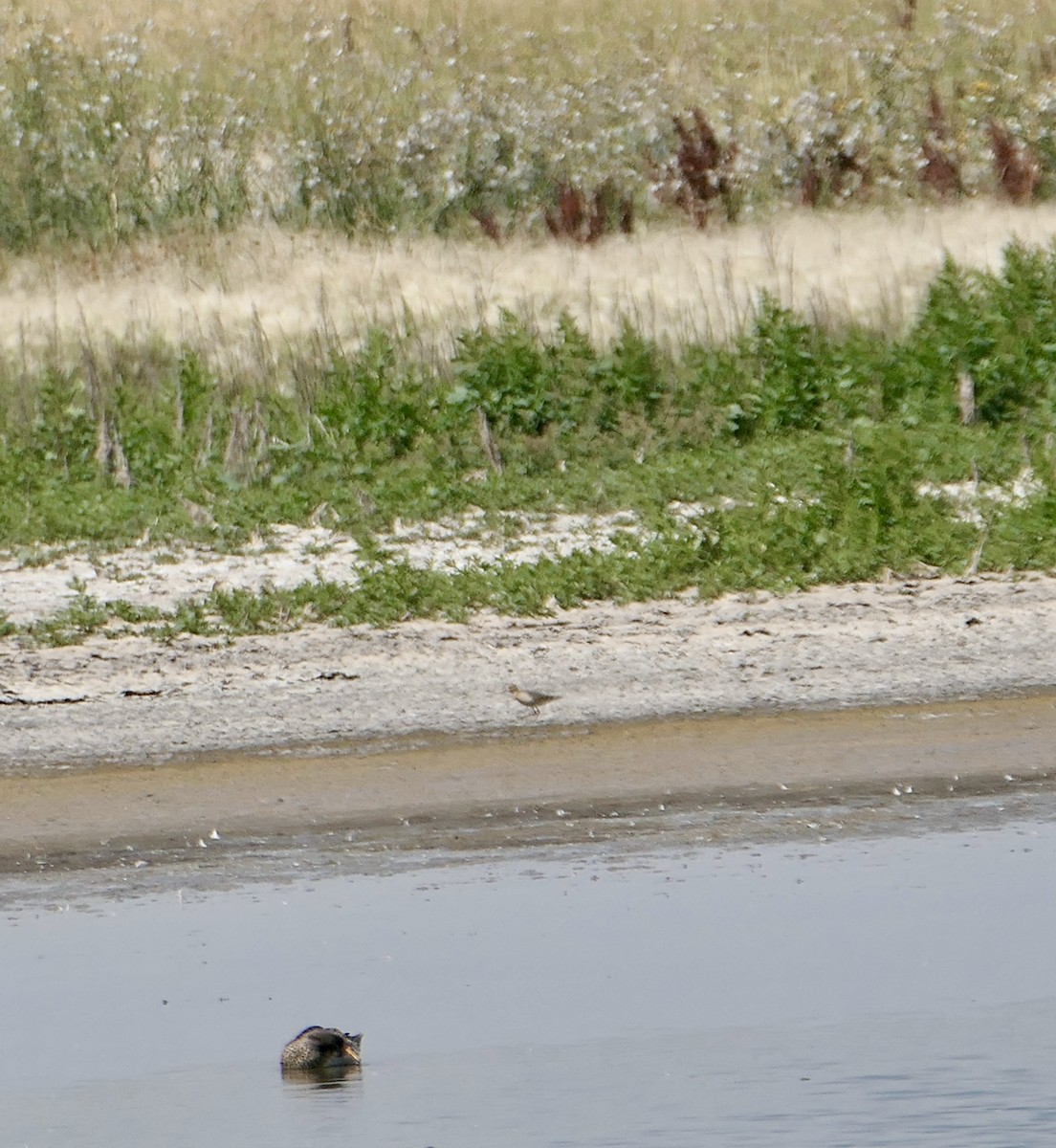 Buff-breasted Sandpiper - Jim St Laurent