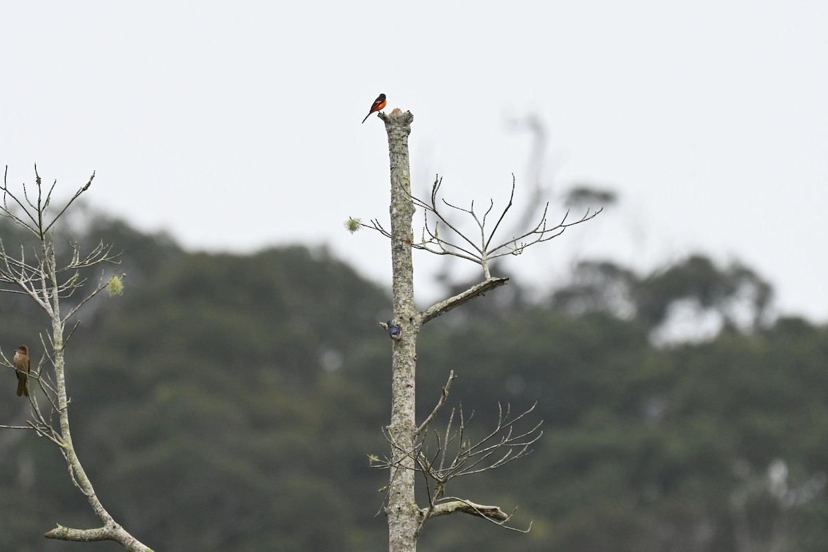 Yellow-billed Nuthatch - ML622723740