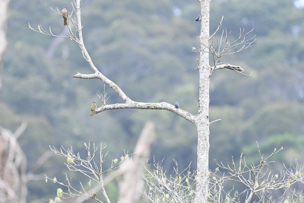 Yellow-billed Nuthatch - ML622723742