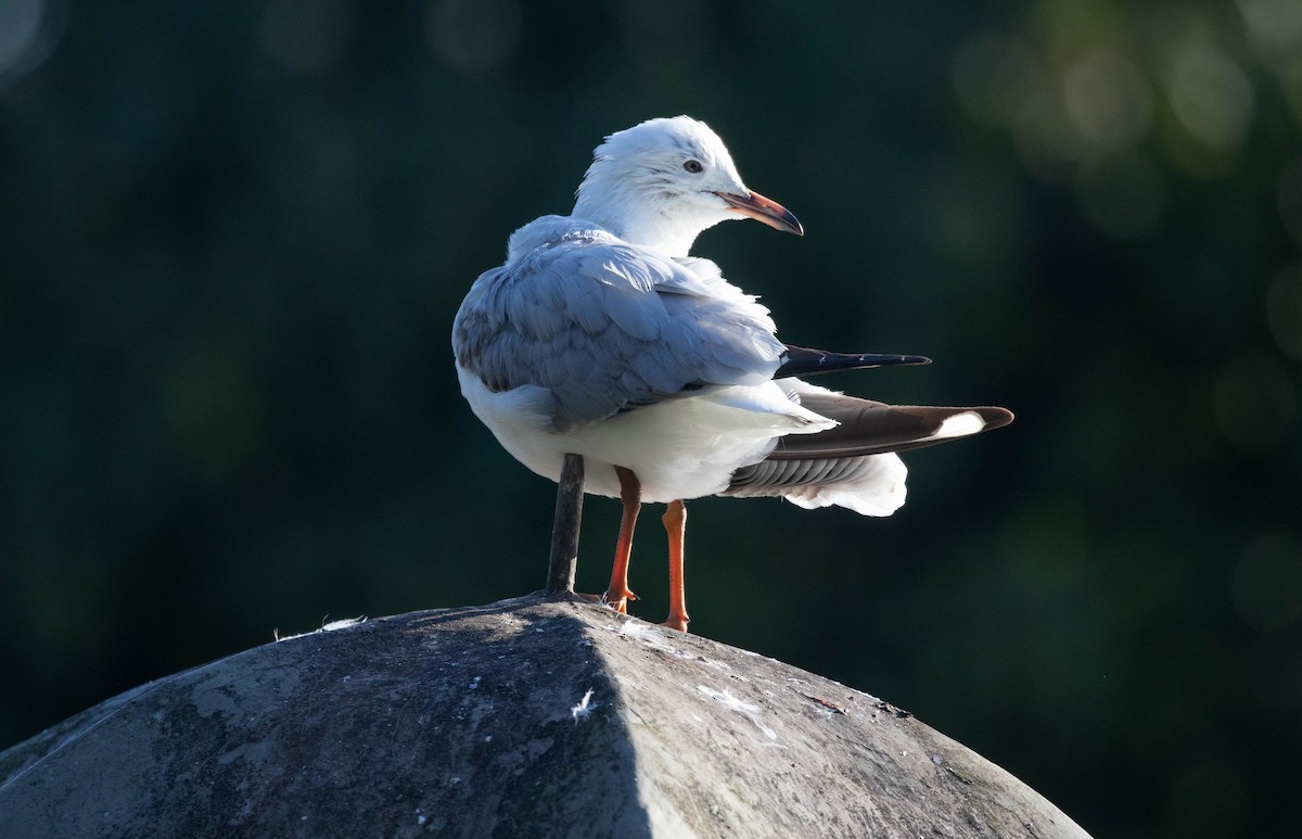 Silver Gull (Silver) - Kevin Bartram