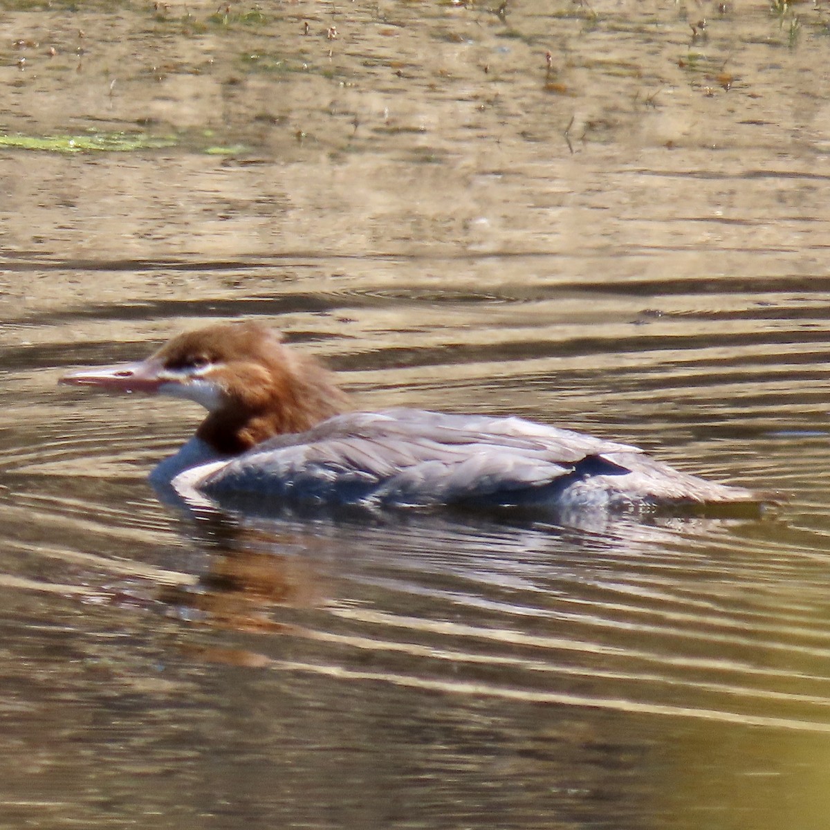 Common Merganser - ML622723766