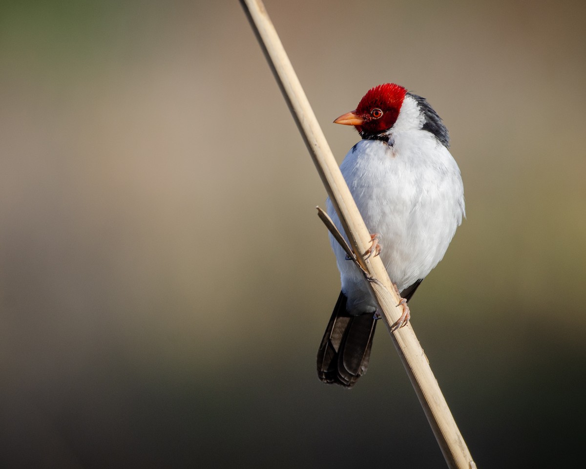 Yellow-billed Cardinal - Ignacio Zapata